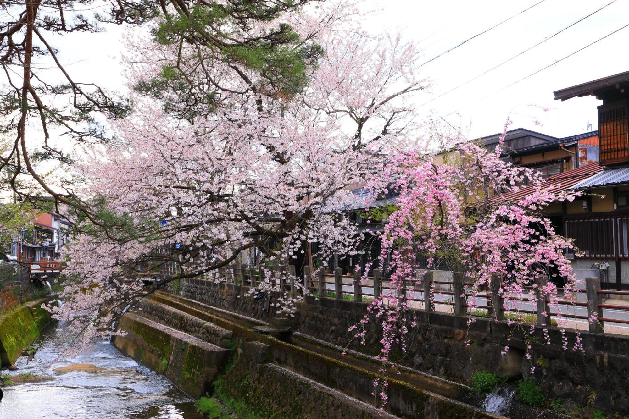 高山ステイ 柊 Apartment Exterior foto